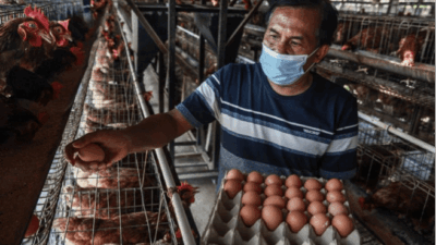 UMKM Peternak Telur Blitar Catat