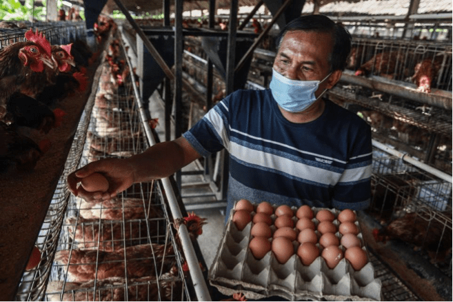UMKM Peternak Telur Blitar Catat